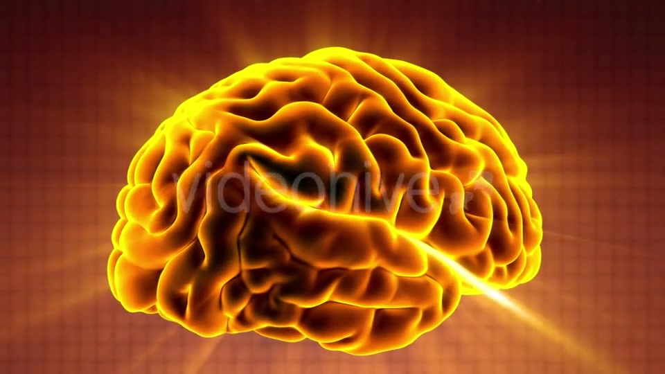 Anatomy of Human Brain - Download Videohive 20506630