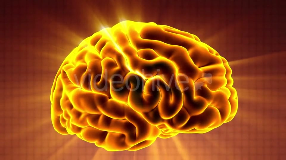 Anatomy of Human Brain - Download Videohive 20506630