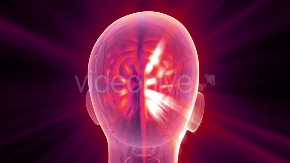 Anatomy of Human Brain - Download Videohive 20824016