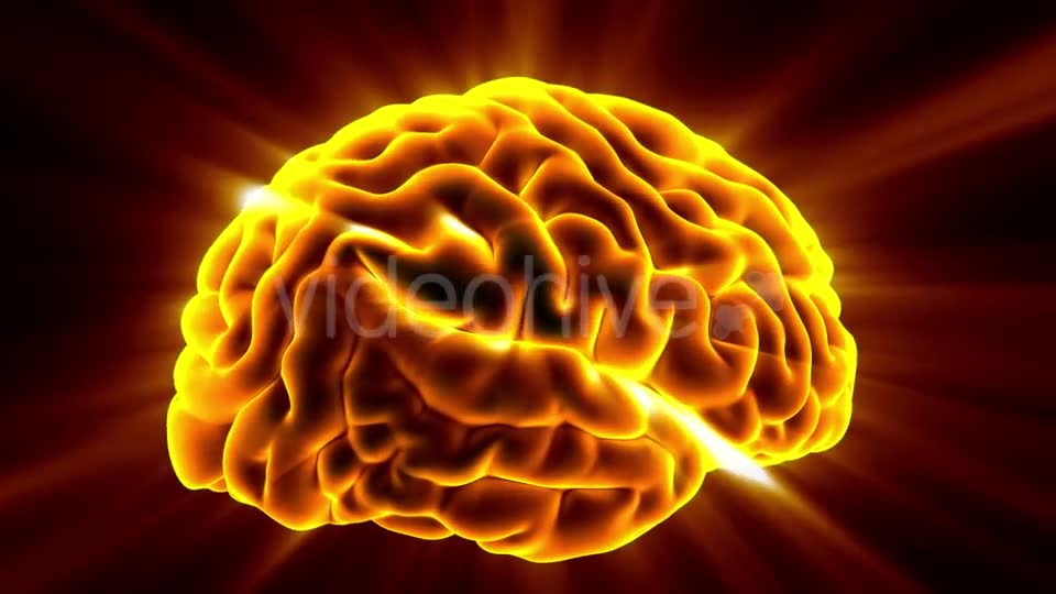 Anatomy of Human Brain - Download Videohive 20881860