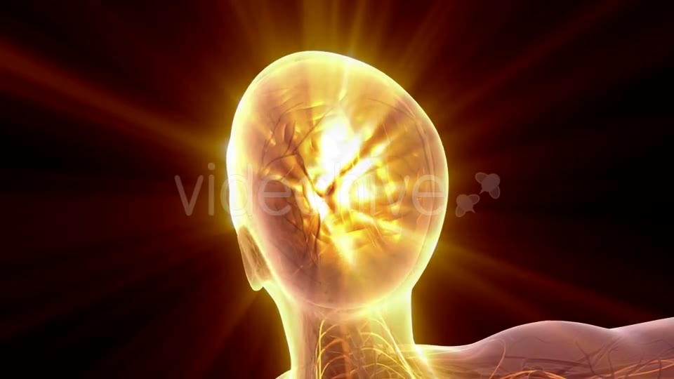 Anatomy of Human Brain - Download Videohive 20915643