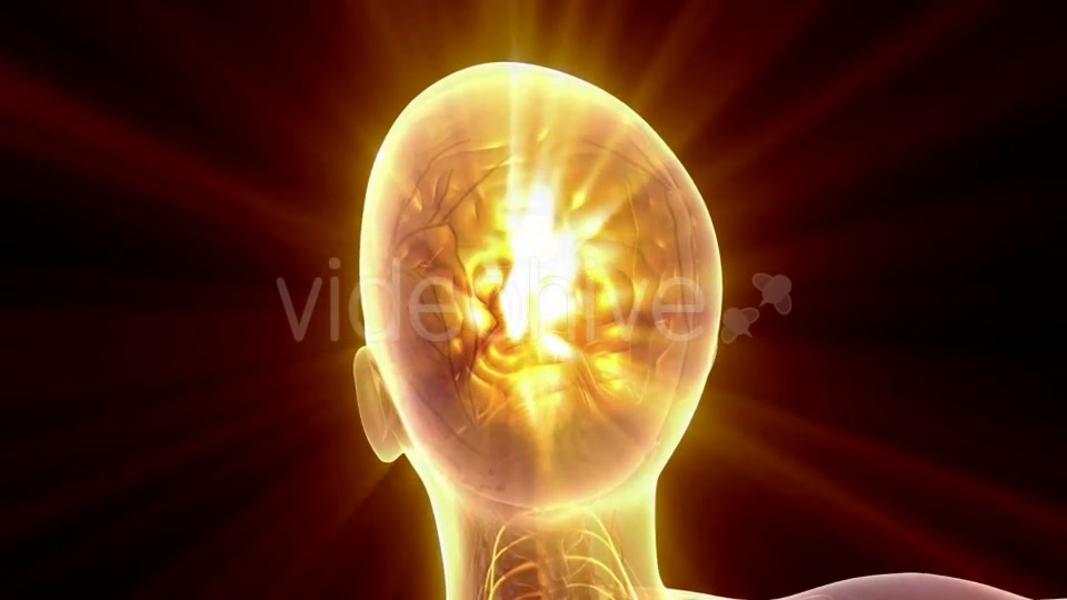 Anatomy of Human Brain - Download Videohive 20915643