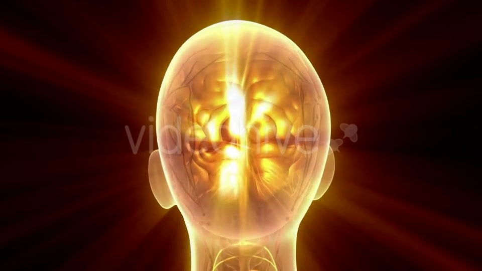 Anatomy of Human Brain - Download Videohive 20915643