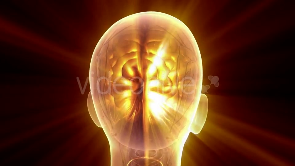 Anatomy of Human Brain - Download Videohive 20915643