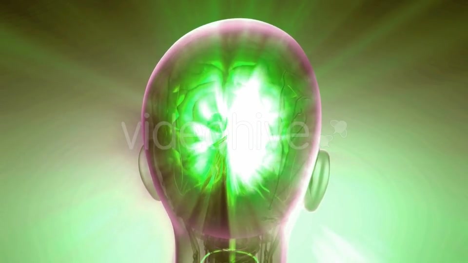 Anatomy of Human Brain - Download Videohive 20987061