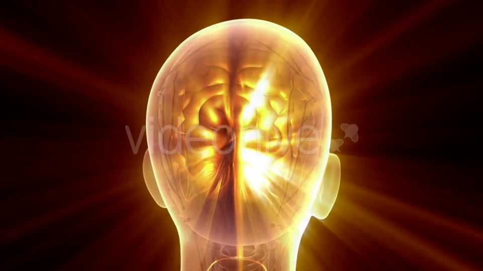 Anatomy of Human Brain - Download Videohive 21097021