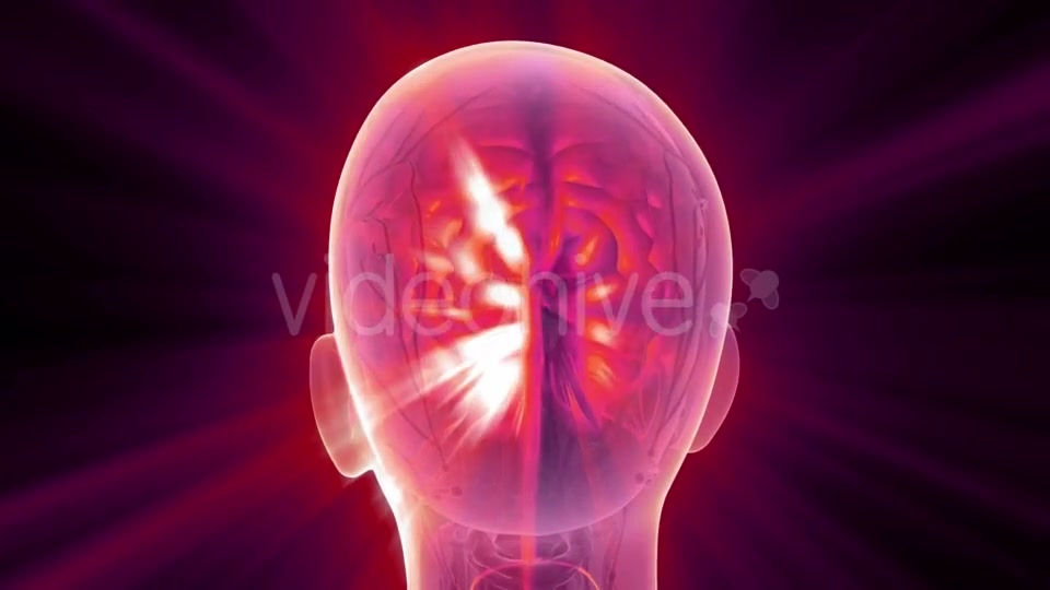 Anatomy of Human Brain - Download Videohive 21204790