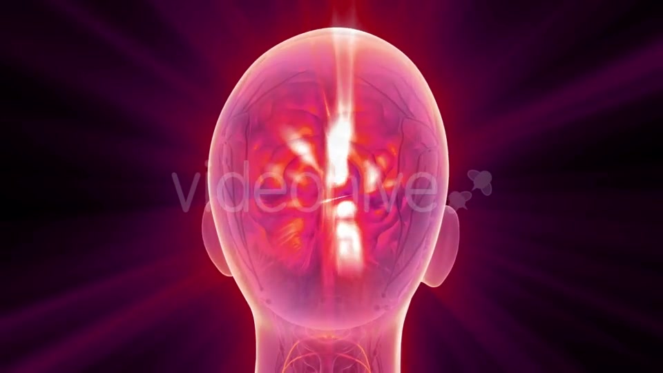 Anatomy of Human Brain - Download Videohive 21204790