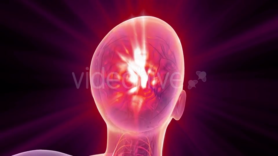 Anatomy of Human Brain - Download Videohive 21204790