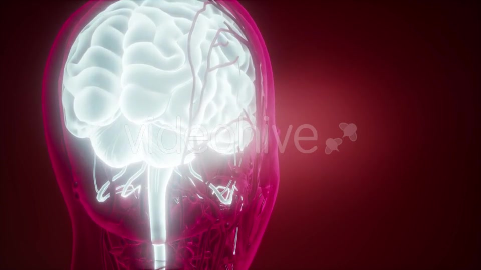 Anatomy of Human Brain - Download Videohive 21533306