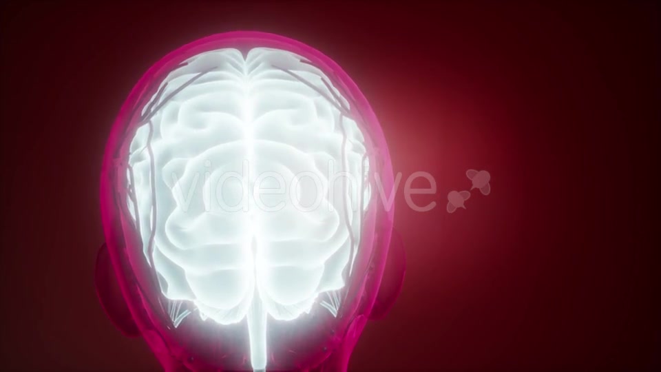 Anatomy of Human Brain - Download Videohive 21533306