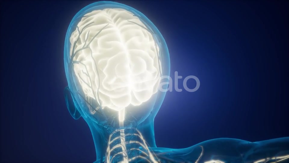Anatomy of Human Brain - Download Videohive 21674407