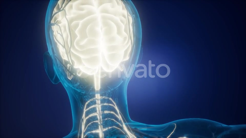 Anatomy of Human Brain - Download Videohive 21674407