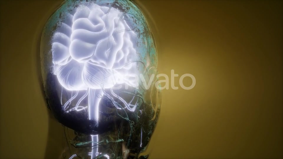 Anatomy of Human Brain - Download Videohive 21742933