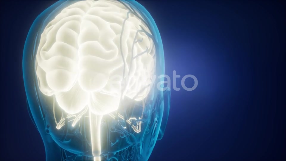 Anatomy of Human Brain - Download Videohive 21743210