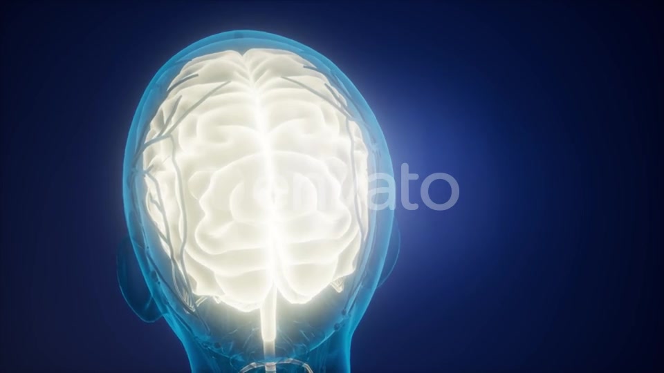 Anatomy of Human Brain - Download Videohive 21743210