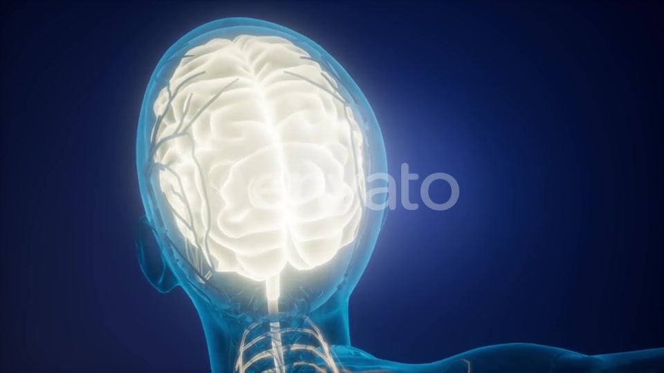 Anatomy of Human Brain - Download Videohive 21743210