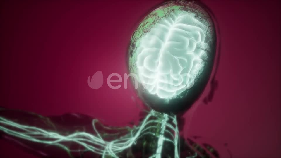 Anatomy of Human Brain - Download Videohive 21843527