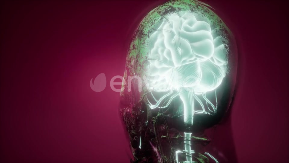 Anatomy of Human Brain - Download Videohive 21843527