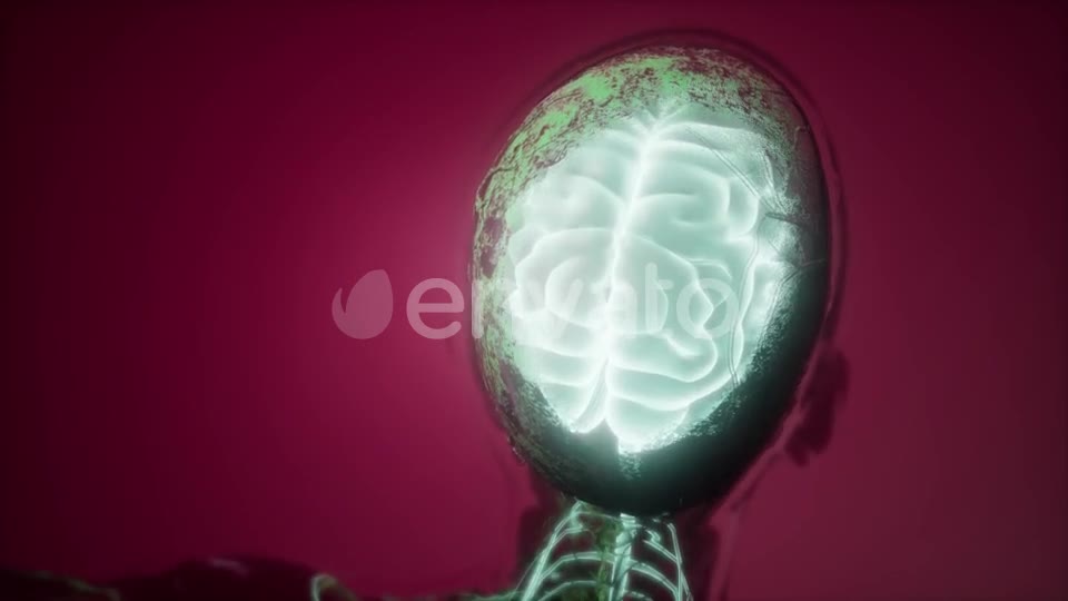 Anatomy of Human Brain - Download Videohive 21843527