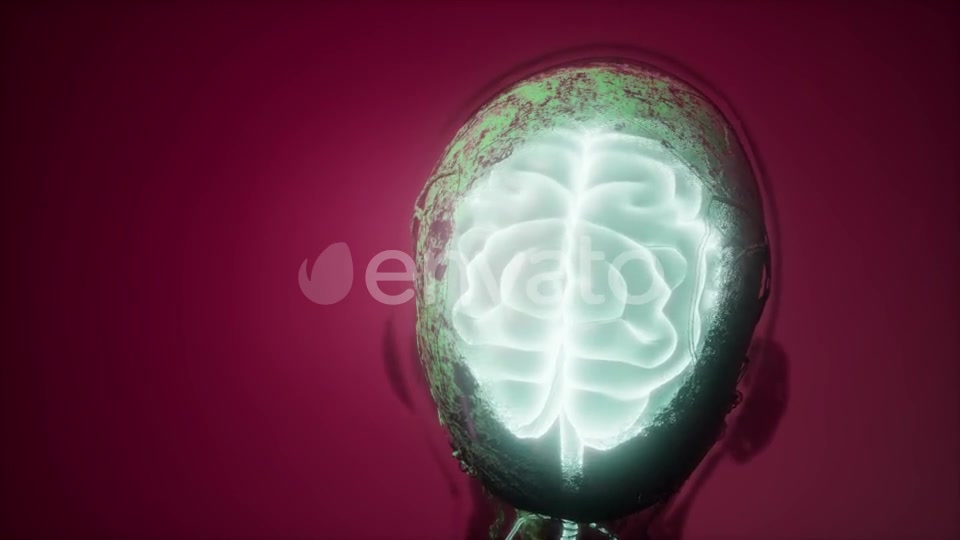 Anatomy of Human Brain - Download Videohive 21843527