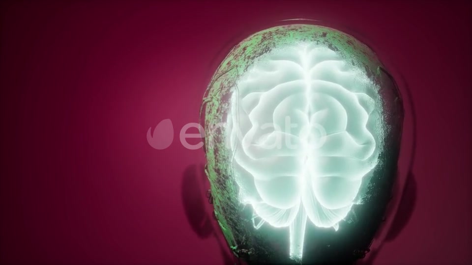 Anatomy of Human Brain - Download Videohive 21843527