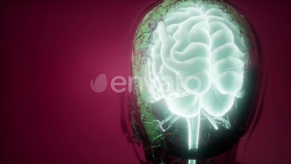 Anatomy of Human Brain - Download Videohive 21843527