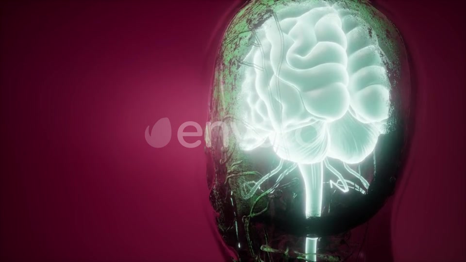 Anatomy of Human Brain - Download Videohive 21843527