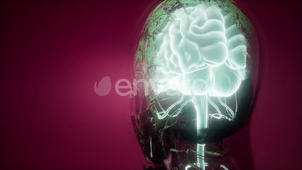 Anatomy of Human Brain - Download Videohive 21843527