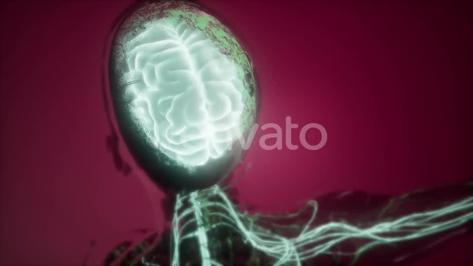 Anatomy of Human Brain - Download Videohive 21987436