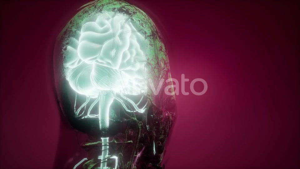 Anatomy of Human Brain - Download Videohive 21987436