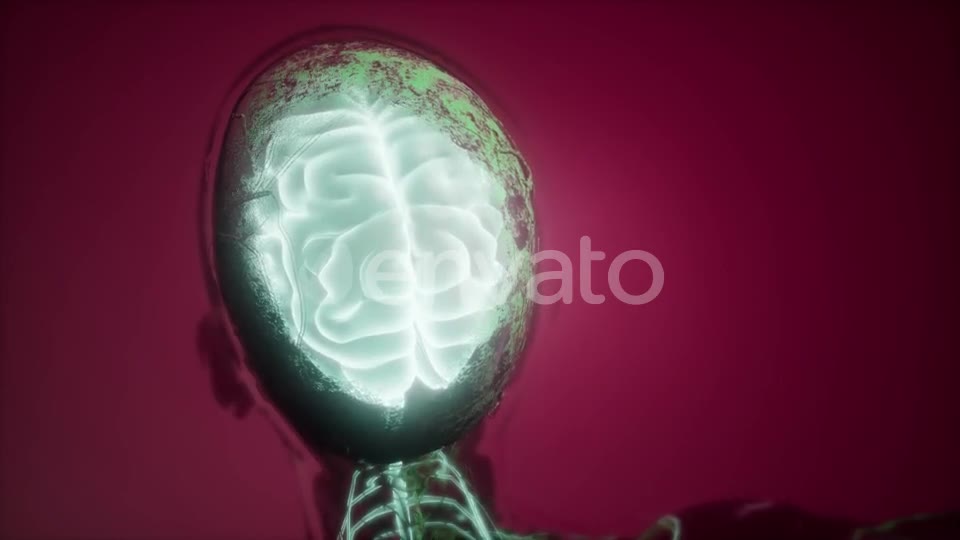 Anatomy of Human Brain - Download Videohive 21987436