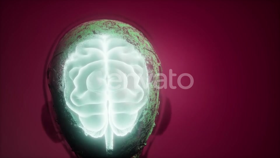 Anatomy of Human Brain - Download Videohive 21987436