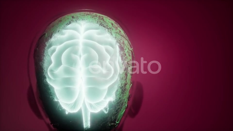 Anatomy of Human Brain - Download Videohive 21987436