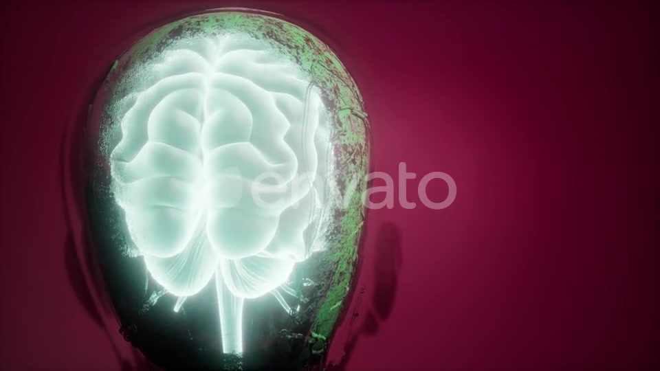 Anatomy of Human Brain - Download Videohive 21987436