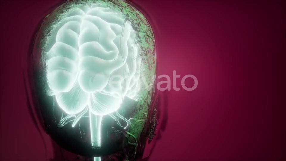 Anatomy of Human Brain - Download Videohive 21987436