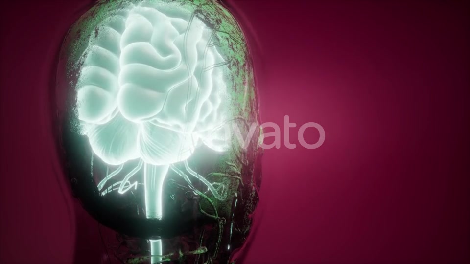 Anatomy of Human Brain - Download Videohive 21987436