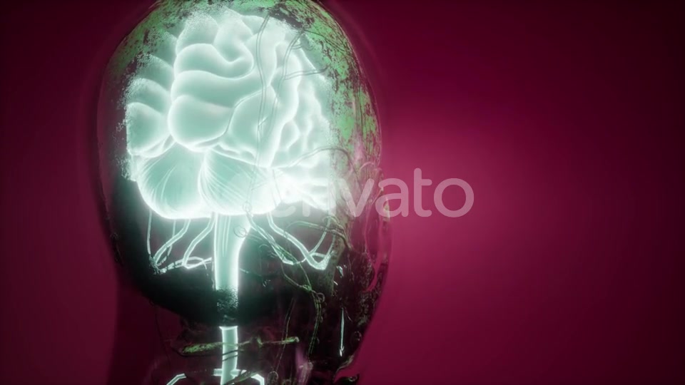 Anatomy of Human Brain - Download Videohive 21987436