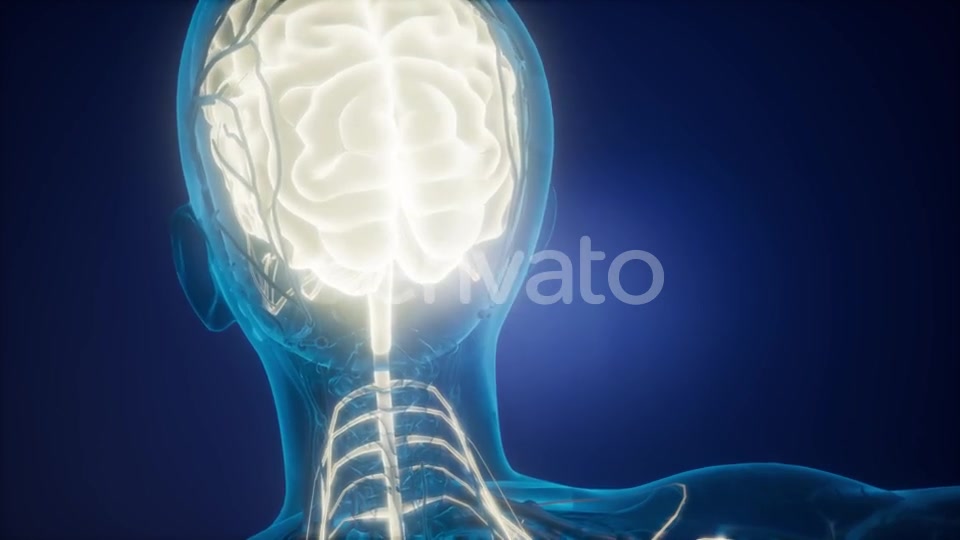 Anatomy of Human Brain - Download Videohive 22008021