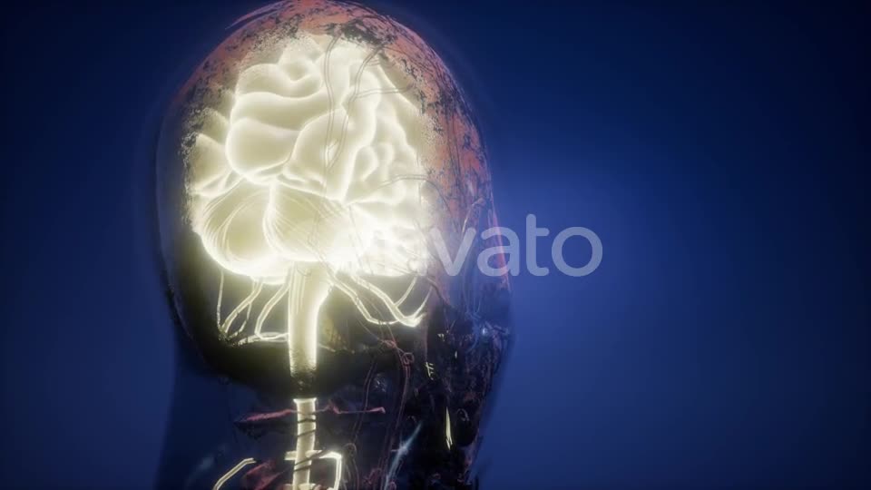 Anatomy of Human Brain - Download Videohive 22008221