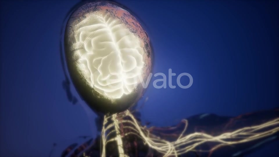 Anatomy of Human Brain - Download Videohive 22008221