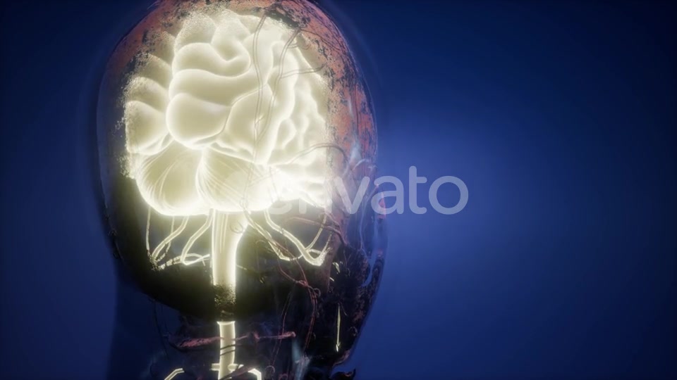 Anatomy of Human Brain - Download Videohive 22008221