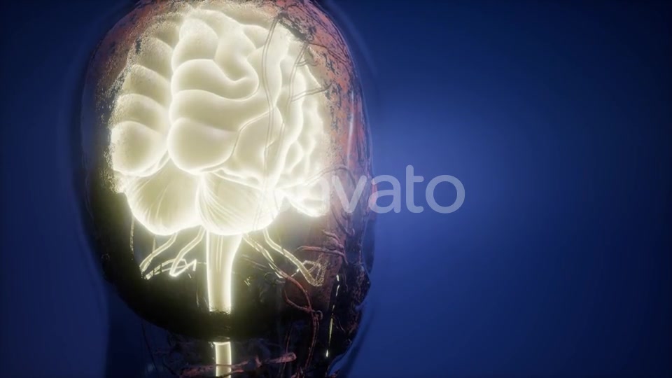 Anatomy of Human Brain - Download Videohive 22008221