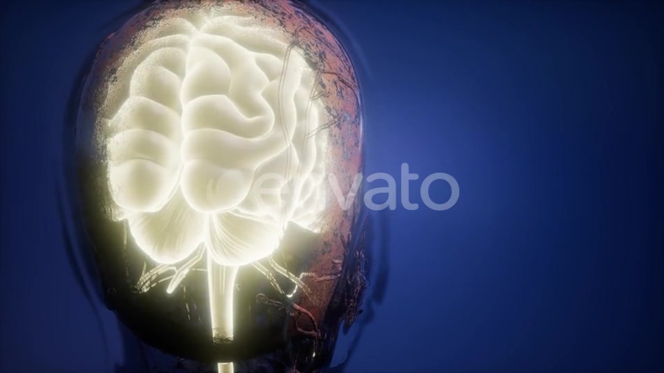 Anatomy of Human Brain - Download Videohive 22008221