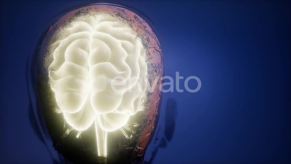 Anatomy of Human Brain - Download Videohive 22008221