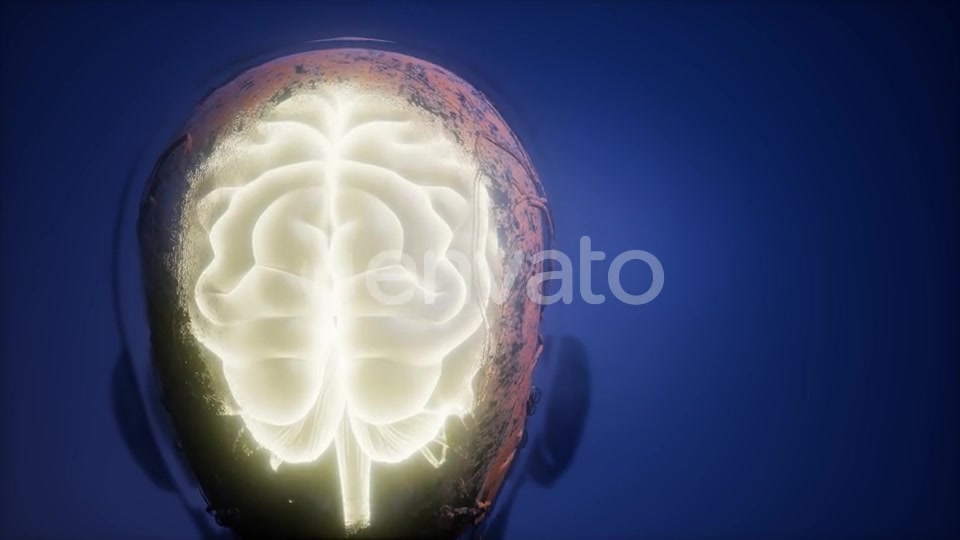 Anatomy of Human Brain - Download Videohive 22008221