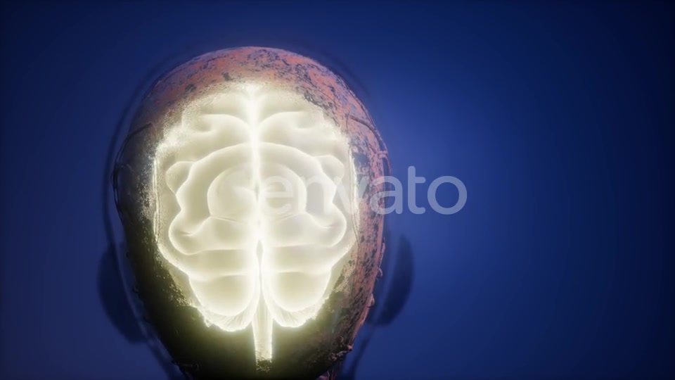 Anatomy of Human Brain - Download Videohive 22008221