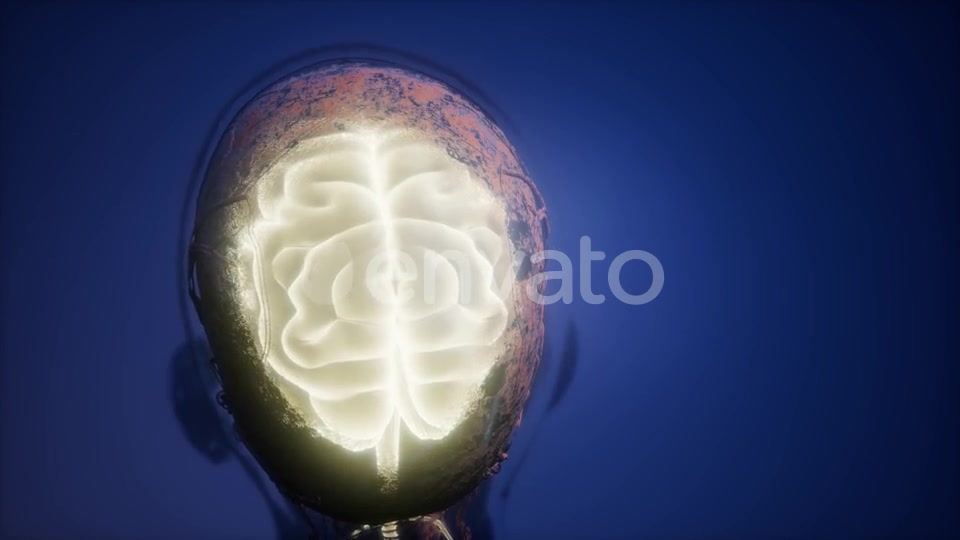 Anatomy of Human Brain - Download Videohive 22008221