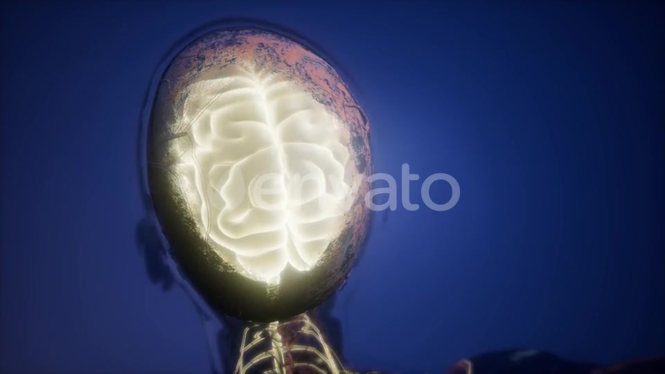 Anatomy of Human Brain - Download Videohive 22008221