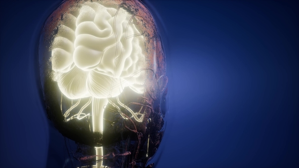 Anatomy of Human Brain - Download Videohive 22008221